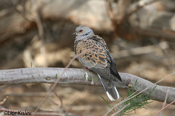  תור מצוי  Turtle dove  Streptopelia turtur                                     ביוב בהד1,הר הנגב אפריל 2006
